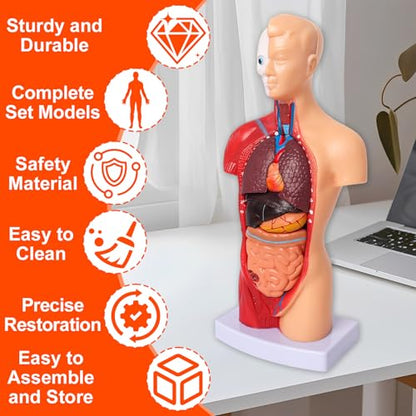 Human Anatomy Models Bundle Set, Brain, Human Torso Body, Heart & Skeleton