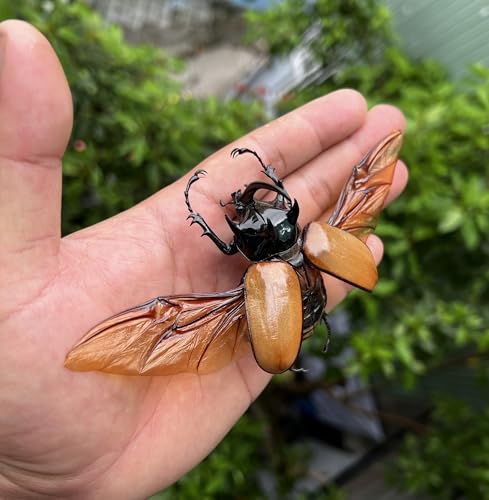 Real Five Horned Rhinoceros Beetle Unmounted Taxidermy Specimen BO68-UPCANH - color: 1 Beetle #68 Unspred Wings