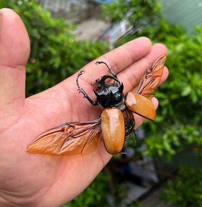 Real Five Horned Rhinoceros Beetle Unmounted Taxidermy Specimen BO68-UPCANH - color: 1 Beetle #68 Unspred Wings