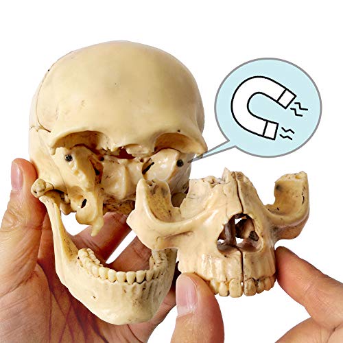 2026 New 15 Parts Palm-Sized Human Skull Model, Anatomy Exploded Skull