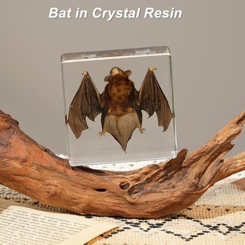 Bat Taxidermy in Resin Specimen Set for Science Education Classroom, Taxidermy Bat Collection,Oddities Animal Gift,Biology Home Décor Office Paperweight Bat in Resin (Bat) - size: Bat