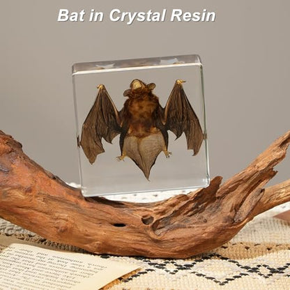 Bat Taxidermy in Resin Specimen Set for Science Education Classroom, Taxidermy Bat Collection,Oddities Animal Gift,Biology Home Décor Office Paperweight Bat in Resin (Bat) - size: Bat