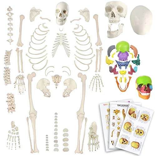 EVOTECH Disarticulated Human Skeleton Model for Anatomy 67'' Full Size