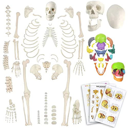 EVOTECH Disarticulated Human Skeleton Model for Anatomy 67'' Full Size