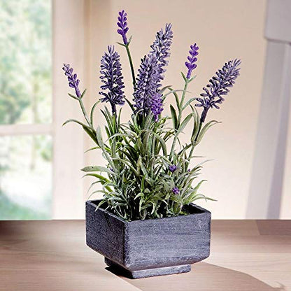 Lavender Seeds for Planting Herb Garden About 100 Seeds Spring or Fall Planting