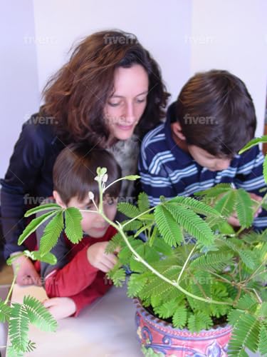 Product 1: TickleMe Plant Seeds Packets (2) Product 2: Mother's Day/Birthday TickleMe Plant Gift Box Set
