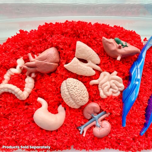 Safari Ltd. Human Organs TOOB - 8 Mini Figurines Including Brain, Heart, Lungs, Liver, Kidneys, Stomach, and Intestines - Anatomy Educational Toy Figures for Boys, Girls & Kids Ages 3+