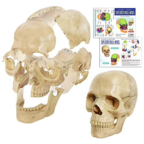 Human Skull Anatomy Model, 15 Parts, 1:2 Life Size