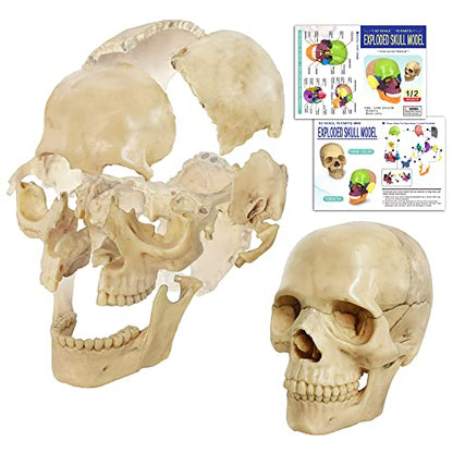 Human Skull Anatomy Model, 15 Parts, 1:2 Life Size
