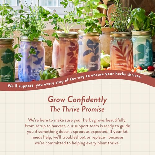 Modern Sprout Mason Garden Jar - Self-Watering Hydroponics Kit - Rosemary - color: Rosemary, size: Garden Jars