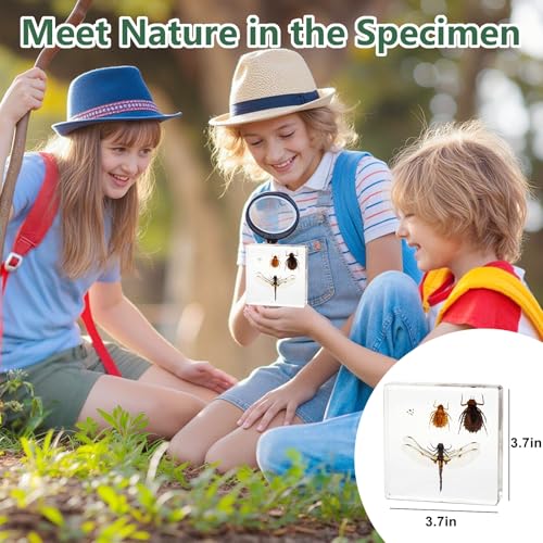 Lifecycle of Dragonfly in Resin, Real Dragonfly Specimens Block Nymph for Oddity Taxidermy Paperweight, Science Education Anatomy Model, Nature Decor Gift Mgrlfbl(Odonata) - size: Lifecycle Dragonfly