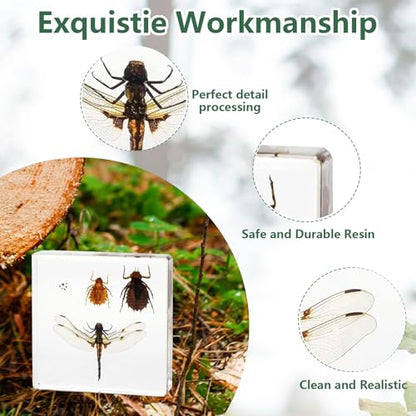 Lifecycle of Dragonfly in Resin, Real Dragonfly Specimens Block Nymph for Oddity Taxidermy Paperweight, Science Education Anatomy Model, Nature Decor Gift Mgrlfbl(Odonata) - size: Lifecycle Dragonfly