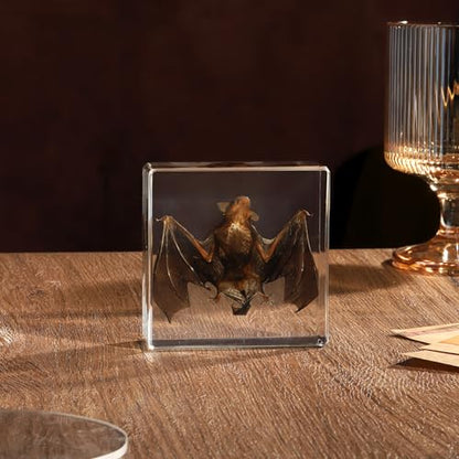 Taxidermy Bat, Real Bat Specimens Animal Specimen in Resin for Science Classroom Science Education, Great Gift for Fans of Taxidermy, Animal Skull, Oddities, Biology(3 x 3 x 1 inch) - color: Bat Specimen