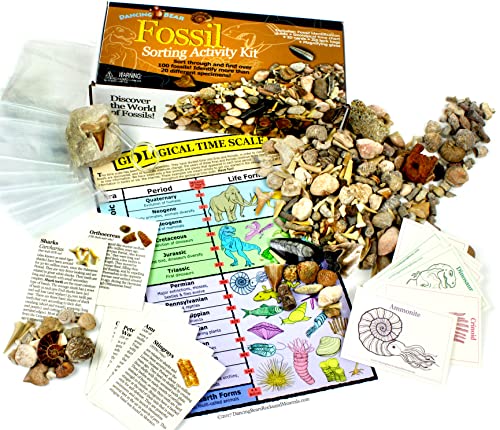 DANCING BEAR Geology Fossil Bundle – 2 STEM Activity Kits: Rock, Mineral & Geodes and Fossil Sorting Activity