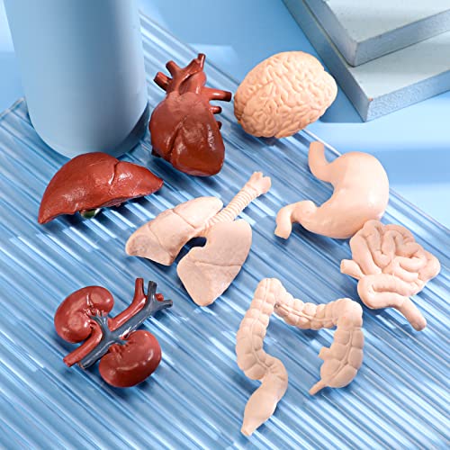 Yinkin 8 Pcs Mini Human Organ Models 3D Anatomy Study Set for Biology