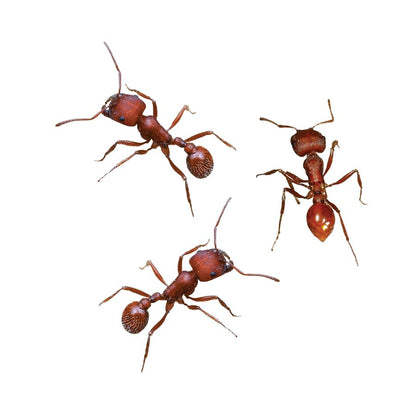 Insect Lore Ant Hill - Ant Habitat with Voucher to Redeem Live Western Harvester Ants - STEM Learning and Education Project for Classrooms or Homeschool