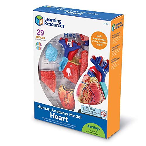 Learning Resources Human Heart Model