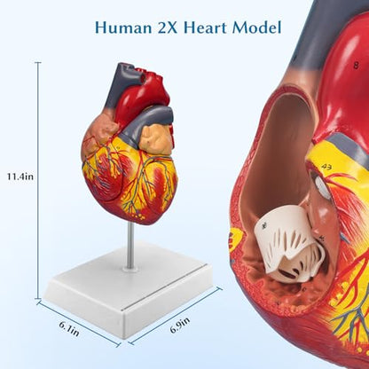 SFXYJ 2X Enlarged Anatomical Heart Model,4-Part Removable with Ventricles Atria Valves Veins Artery 49 Anatomy Structures Number Manual Magnets Display Base for Science Classroom and Cardiology Study - size: 7.8"L x 5.9"W