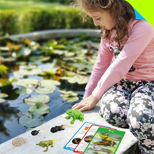 15 Frog Life Circle Flashcards with 5 Plastic Figurines, Frogs Introduction Cards Plastic Insects Tadpole to Frog Kit Toy for Kids, Adults, Animal Lovers - style: Frog