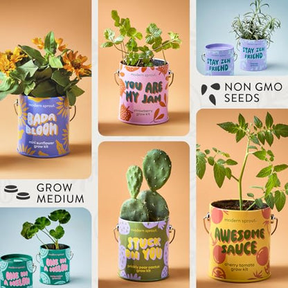 Modern Sprout Complimentary Color Grow Kits - Seed Starter Kit, Pack of 6 - size: Pack of 6
