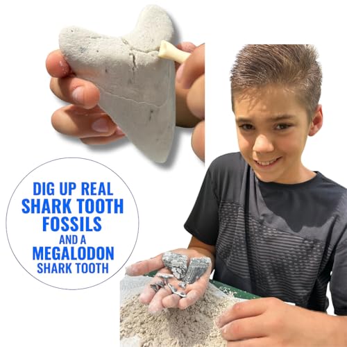 Megalodon Shark Tooth Dig Kit - Authentic Fossils Found in The USA(Megalodon Fragment Guaranteed + Lemon & Bull Shark Teeth) - Uncover Real Fossils - Perfect STEM Gift for Kids