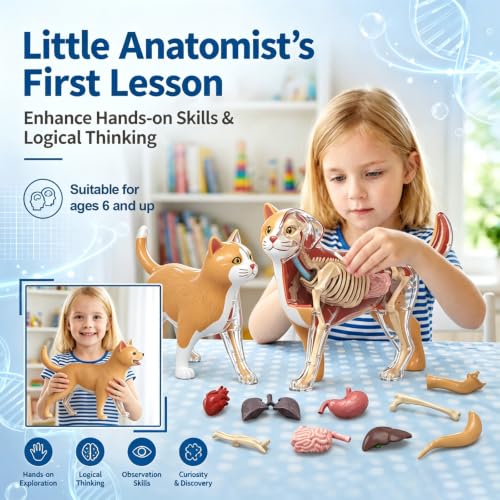 4D Vision Cat Anatomy Model, 35 Detachable Parts, Plastic Educational Model - size: Cat Model