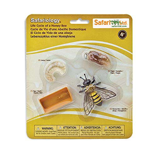 Safari Ltd. Life Cycle of a Honey Bee - Educational Toy Figurines - Miniature Bee Lifecycle Collection for Boys, Girls & Kids Age 4+ - color: Beige