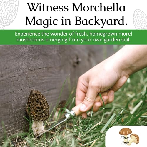 Morel Mushroom Growing Kit (Morchella)