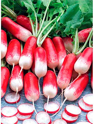Rapid Yield Radish 18 Days Seeds for Planting 250+ Non-GMO Seeds French Breakfast Radish