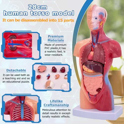 11 inch Human Body Model, 15 Pcs Removable Human Torso Anatomy Model for Student Study,Teaching Demonstration and Medical Education Display - style: Full skeleton Set