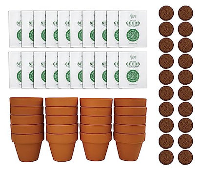 Buzzy Seeds Lavender Grow Kit 20-Pack, Mini Terracotta Pots, Bulk Favors