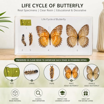 Life Cycle of Common Insect Specimen, Resin Collection Science Toys for Kids Aged 3-12 (Butterfly) - color: Butterfly