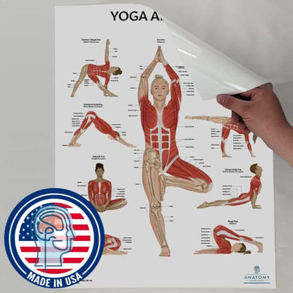 Anatomy Lab 2 PACK Muscular, Yoga Anatomy Poster Set - color: Yoga + Muscular