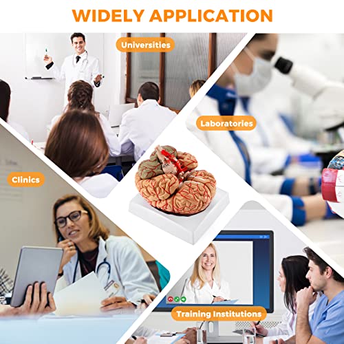 WICHEMI Human Brain Model Anatomy 8-Part Life Size Anatomical Model