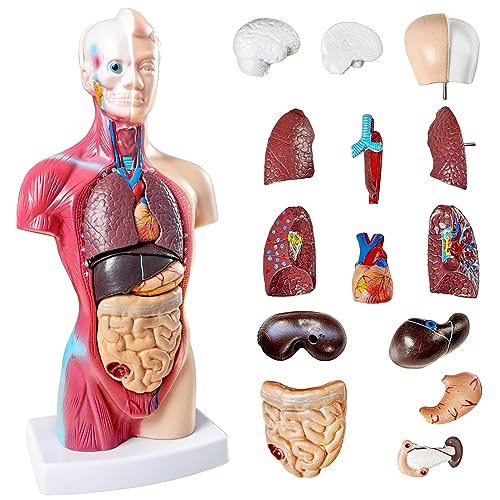 NEW HORIZON 15 PCS Removable Human Anatomy Torso Model 10.5 Inch Anatomical