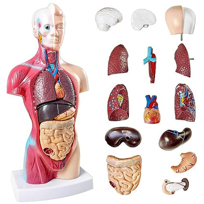 NEW HORIZON 15 PCS Removable Human Anatomy Torso Model 10.5 Inch Anatomical