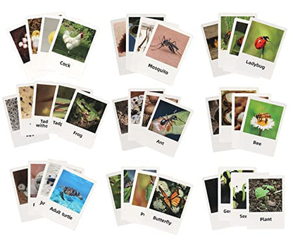 Montessori Frog Life Cycle with Flash Cards, Plastic Insects Tadpole to Frog Kit Toy, Realistic Animal Figurines - color: Frog