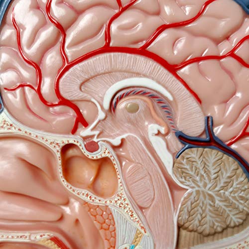 Human Half Head Superficial Neurovascular Model with Musculature, Life Size - style: Classic Model