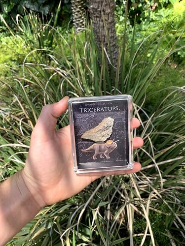 Authentic Triceratops Fossil Bone Gift Box - 67 Million Year Old Cretaceous Specimen in Lucite Case, Montana