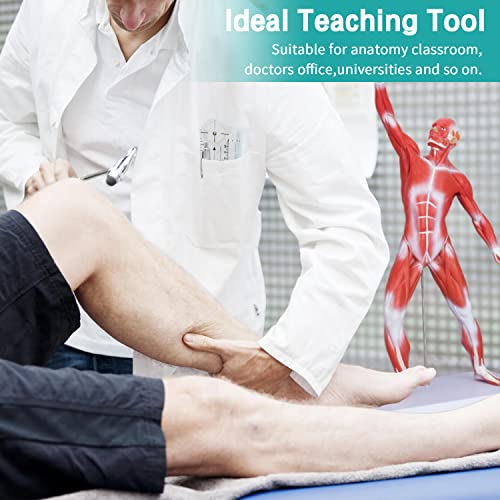 Human Muscles Anatomy Model - Miniature Superficial Anatomical Muscular Movement System Model Mini 1/4 Life Size Anatomical Reference Model for Medical Office & Professional Academic Institutions