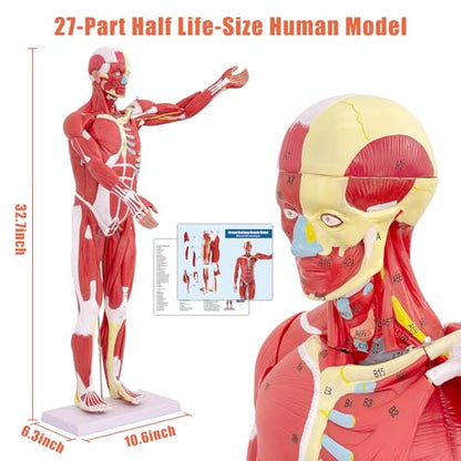 SFXYJ Human Anatomy Muscle Model, 27 Part 1/2 Life Size 33” Human Body Muscular System Model with Removable and Muscle Anatomy Includes Detailed Color Product Manual for Medical Educational Training