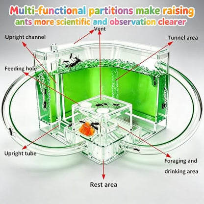 EXBEPE Ant Farm for Kids Safety and Environment Gel Ant Colony Ecosystem Terrarium, Ant Habitat Science Learning Kit(with No Ant)… - color: Green