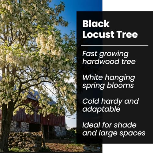 50 Black Locust Tree Seeds for Planting – Robinia pseudoacacia, Fast Growing Nitrogen Fixing Tree, Fragrant White Flowers, Rot Resistant Hardwood, Cold Hardy Outdoor Shade Tree