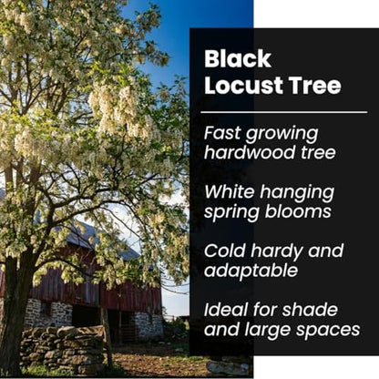 50 Black Locust Tree Seeds for Planting – Robinia pseudoacacia, Fast Growing Nitrogen Fixing Tree, Fragrant White Flowers, Rot Resistant Hardwood, Cold Hardy Outdoor Shade Tree