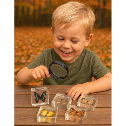 Educational Encased Butterfly Specimen Set – 4 Real Butterflies in Resin with ID Cards for Classroom Science, Nature Study, Entomology (Ages 6+) - style: Butterflies