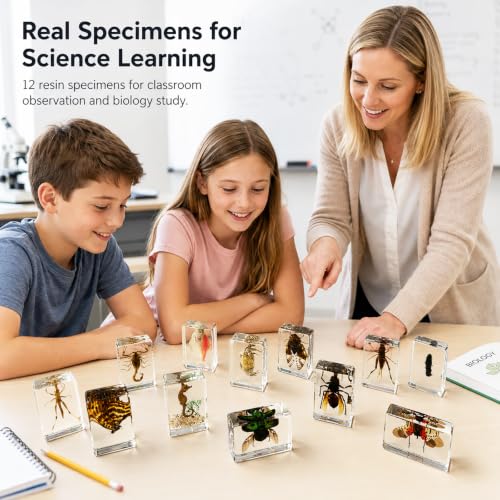 12pcs Real Insect Specimen,Taxidermy Butterfly & Insect Specimen in Resin - color: 12Pcs Insect Specimen