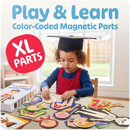 MyBODY Large Human Body Anatomy Model for Kids & Teens - Bottom-to-Top Magnetic Assembly Toy & Educational Learning Kit with Skeleton Base, 7 Puzzle Layers incl. Muscular, Digestive & Nervous Systems