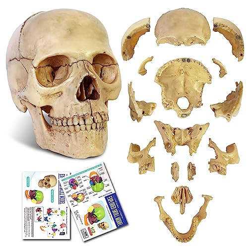 2026 New 15 Parts Palm-Sized Human Skull Model, Anatomy Exploded Skull