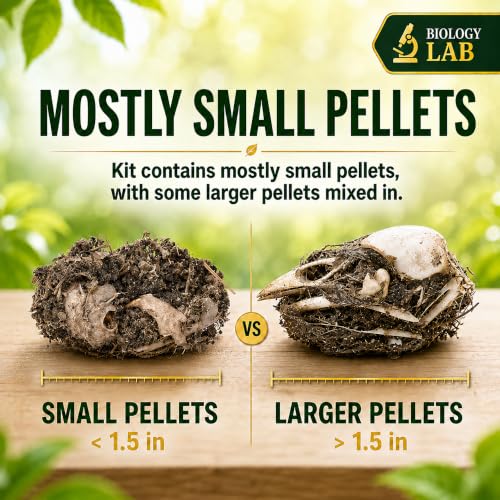 ES EVVIVA SCIENCES Owl Pellet Kit - Dissect 30 Mostly Small Real Owl Pellets w/Tools & PDF Bone Charts - Science Education Kit for Ages 15+ - Hands-On Animal Biology Science Lab Activity