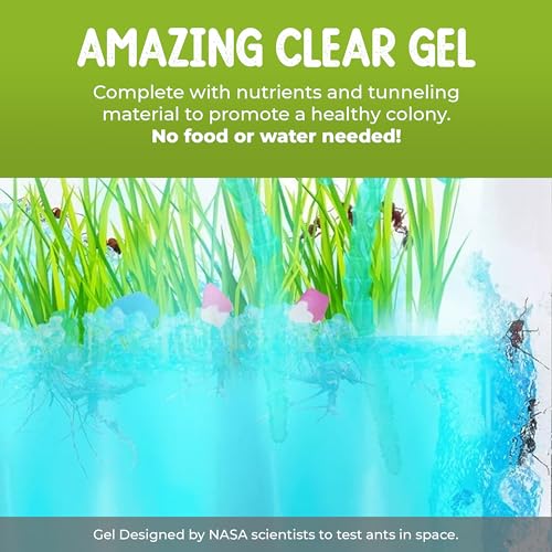 Lighted Gel Ant Habitat Kit with Live Ants (1 Tube) Eco-Terrarium Bundle